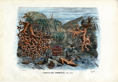 Red Isis Corals, 1863-79 by Raimundo Petraroja